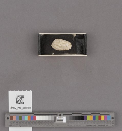 NSF ADBC EPICC TCN