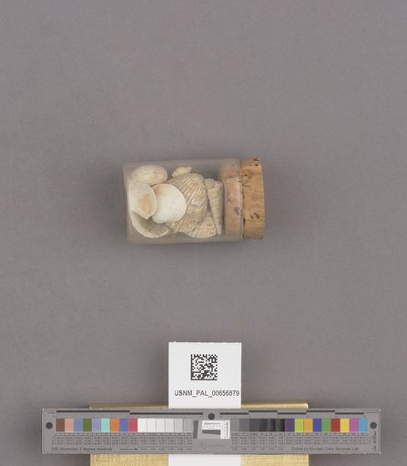 NSF ADBC EPICC TCN