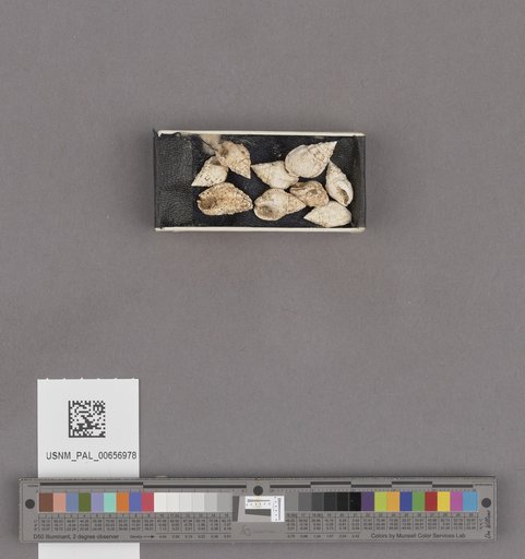 NSF ADBC EPICC TCN