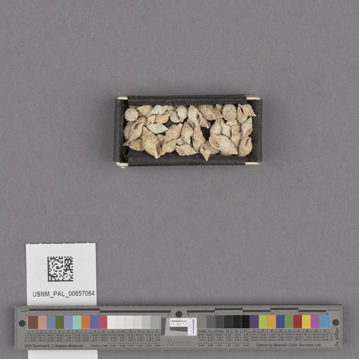 NSF ADBC EPICC TCN