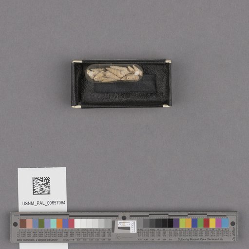 NSF ADBC EPICC TCN