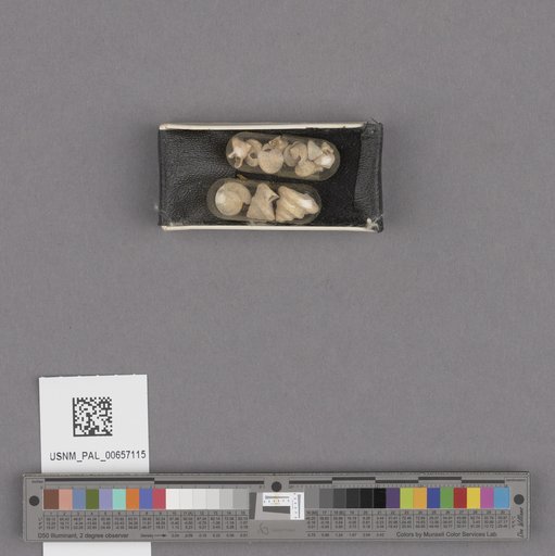NSF ADBC EPICC TCN