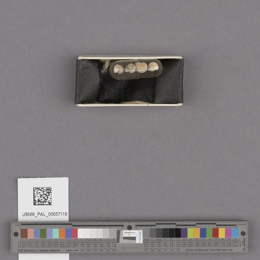 NSF ADBC EPICC TCN