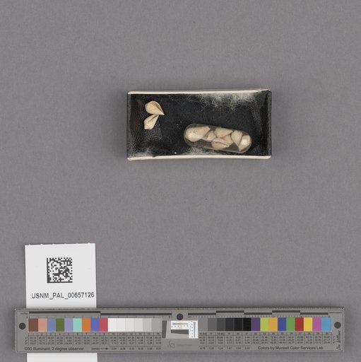 NSF ADBC EPICC TCN