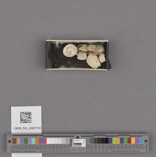 NSF ADBC EPICC TCN