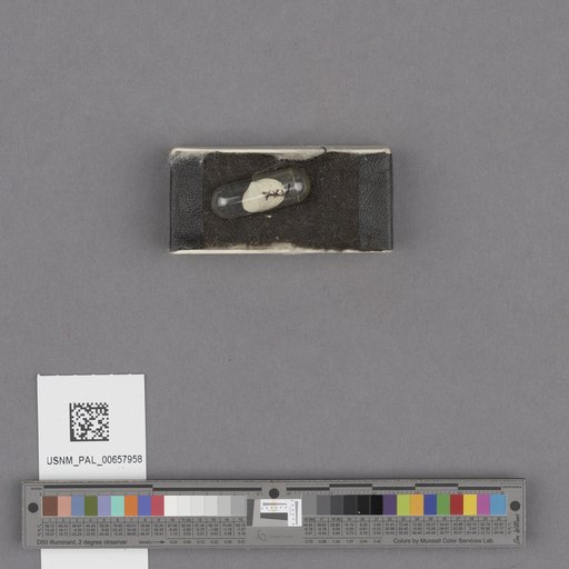 NSF ADBC EPICC TCN