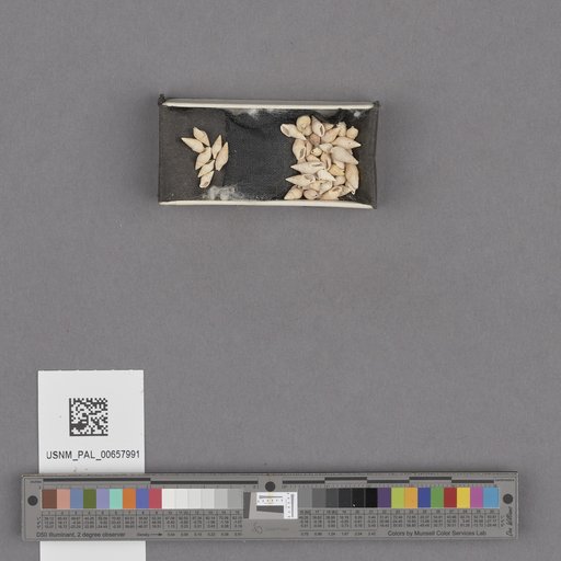 NSF ADBC EPICC TCN