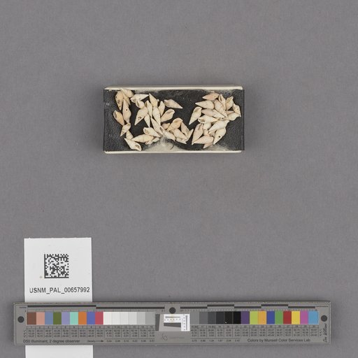 NSF ADBC EPICC TCN