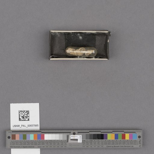 NSF ADBC EPICC TCN
