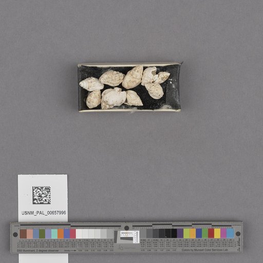 NSF ADBC EPICC TCN