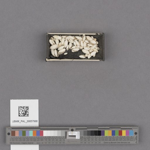 NSF ADBC EPICC TCN