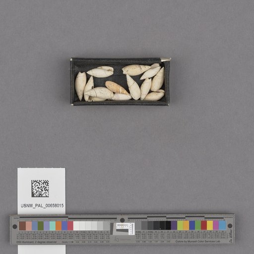 NSF ADBC EPICC TCN