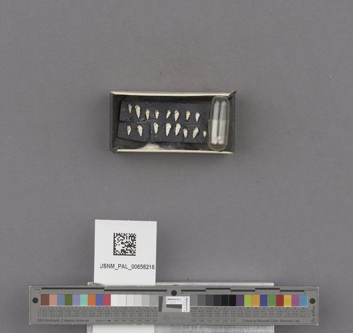 NSF ADBC EPICC TCN