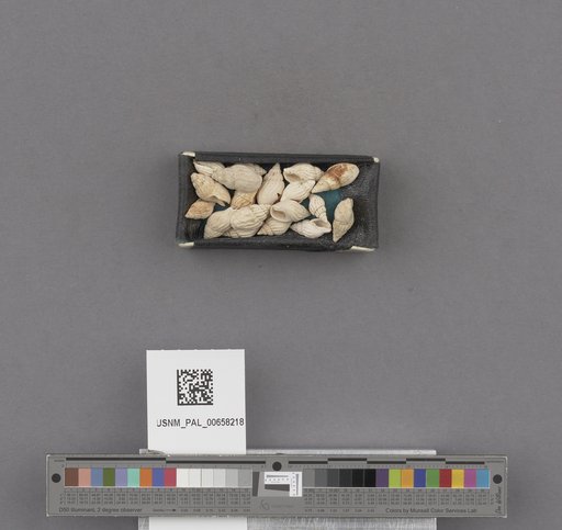 NSF ADBC EPICC TCN