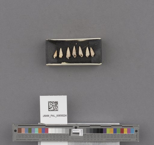 NSF ADBC EPICC TCN