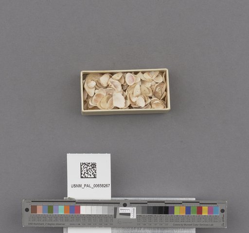 NSF ADBC EPICC TCN