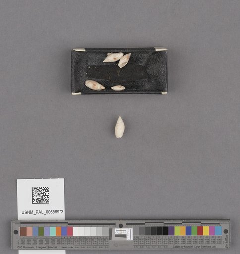 NSF ADBC EPICC TCN