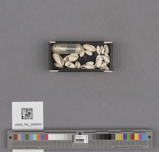 NSF ADBC EPICC TCN