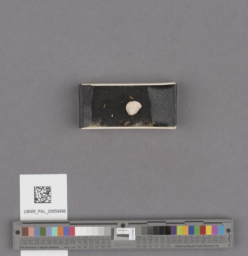 NSF ADBC EPICC TCN