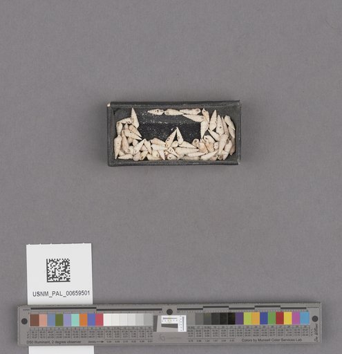 NSF ADBC EPICC TCN