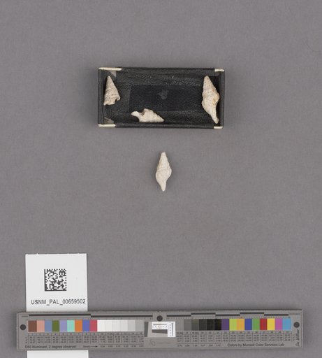 NSF ADBC EPICC TCN