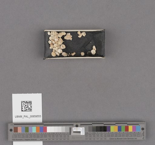 NSF ADBC EPICC TCN