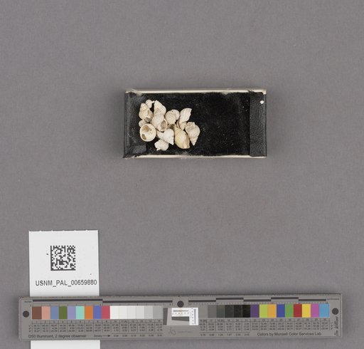 NSF ADBC EPICC TCN