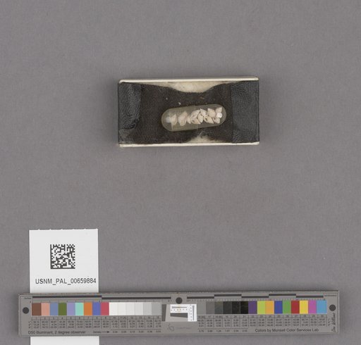 NSF ADBC EPICC TCN