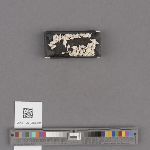 NSF ADBC EPICC TCN