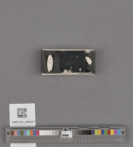 NSF ADBC EPICC TCN