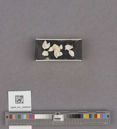 NSF ADBC EPICC TCN