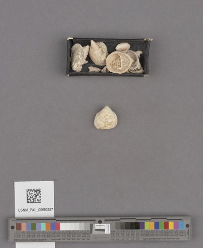 Crepidula adunca Sowerby