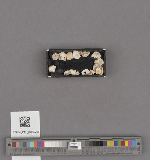 NSF ADBC EPICC TCN