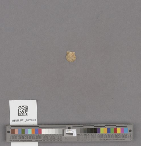 NSF ADBC EPICC TCN