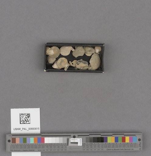 NSF ADBC EPICC TCN
