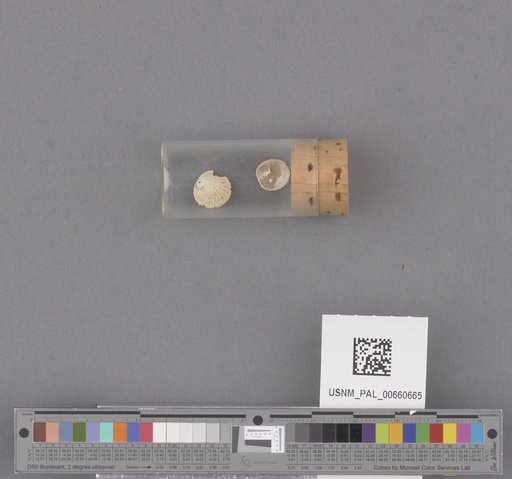 NSF ADBC EPICC TCN