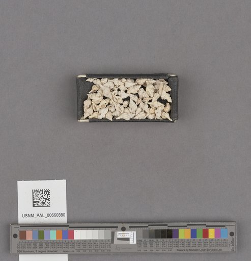 NSF ADBC EPICC TCN