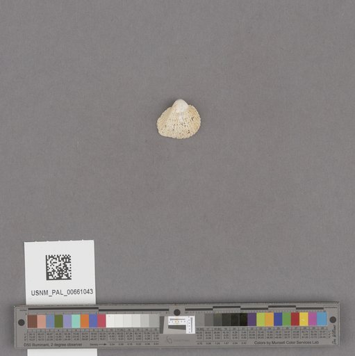 NSF ADBC EPICC TCN