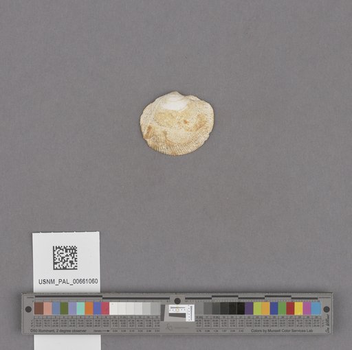 NSF ADBC EPICC TCN