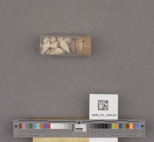 NSF ADBC EPICC TCN