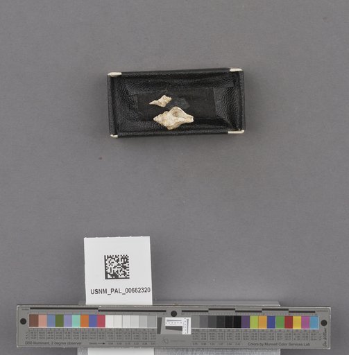 NSF ADBC EPICC TCN