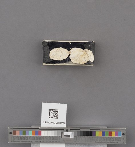 Crepidula nummaria Gould