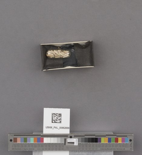 NSF ADBC EPICC TCN