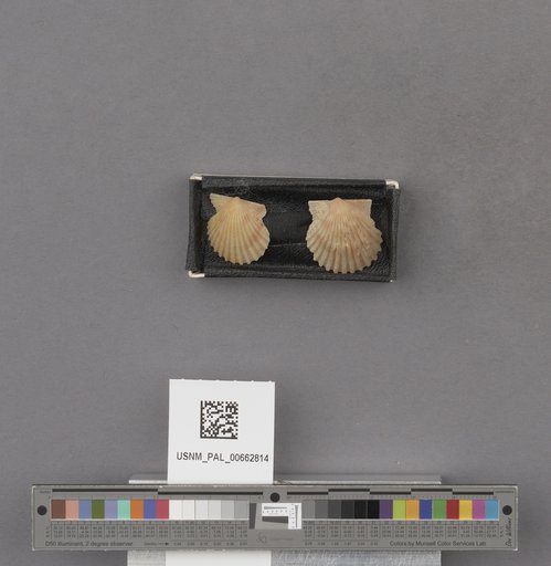 NSF ADBC EPICC TCN