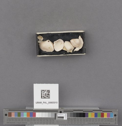 NSF ADBC EPICC TCN