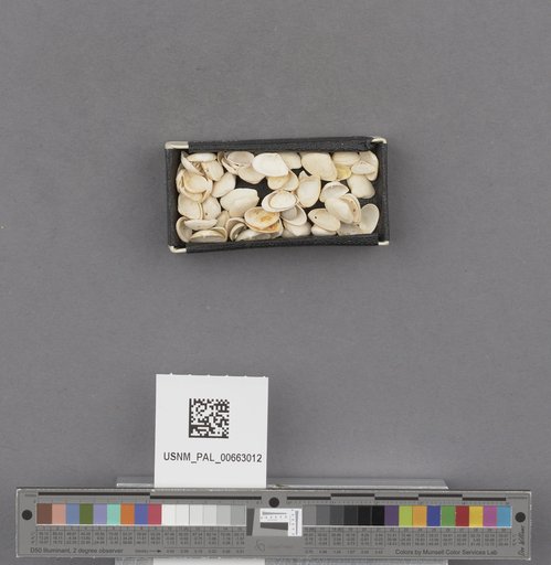 NSF ADBC EPICC TCN