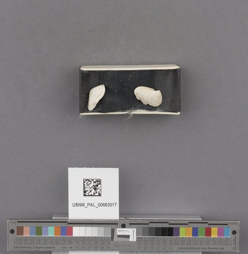 NSF ADBC EPICC TCN