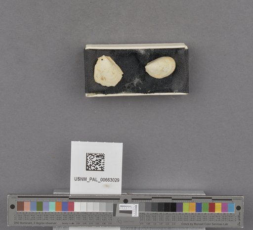 NSF ADBC EPICC TCN