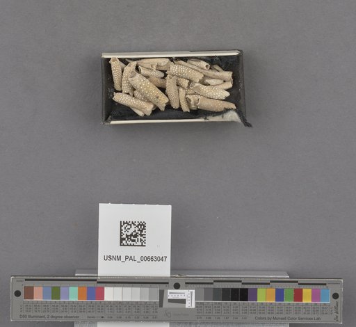 NSF ADBC EPICC TCN