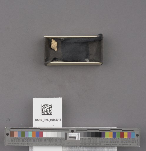 NSF ADBC EPICC TCN